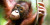 Orangutan Brutally Killed And Eaten In Kalimantan